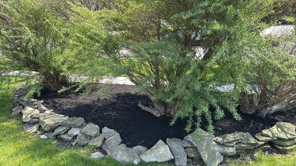 Mulch bed with natural boulders under a mature shrub