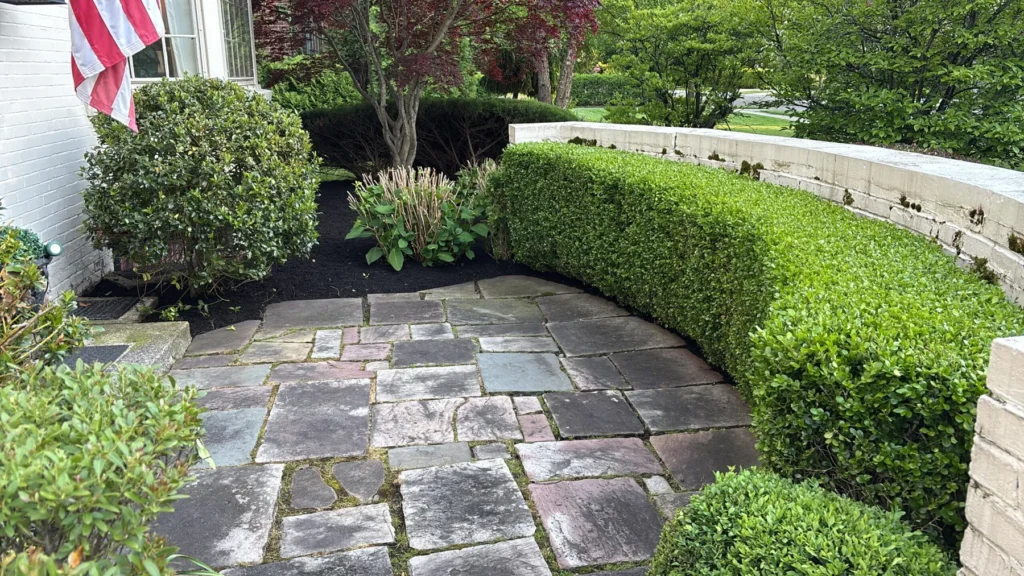 Flagstone courtyard with trimmed hedge and plantings