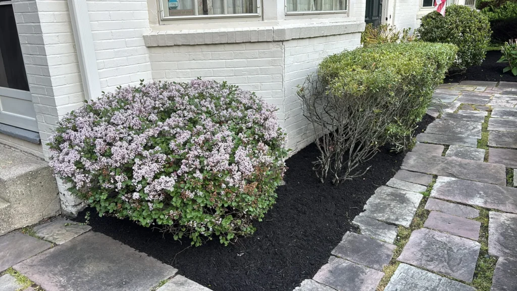 Flagstone patio beside a blooming lilac and mulch bed