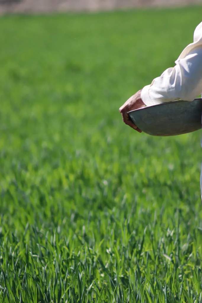 Close-up of new grass blades after overseeding