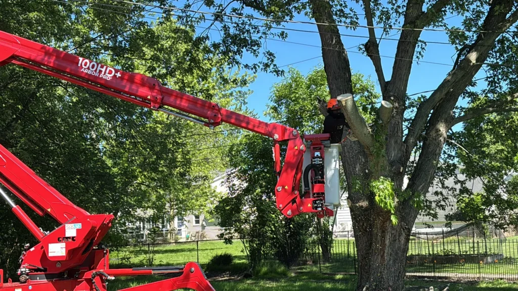 Arborist on a red tracked lift removing a large tree in Buffalo NY