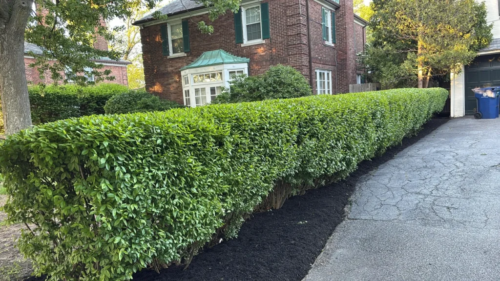 Freshly trimmed privet hedge along a driveway at a brick home in Buffalo