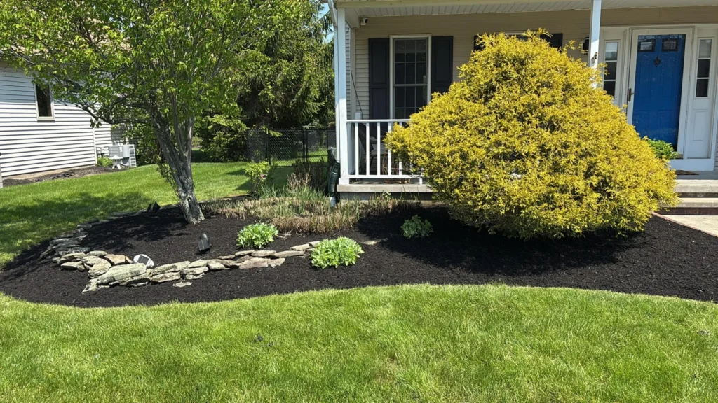 Golden shrub and rock bed in front of a porch with a blue door